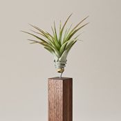 EVRGREEN | Luftpflanzen Tischdeko Design auf Nussbaum-Holz | Tillandsien Deko | Tillandsia brachycaulos abdita